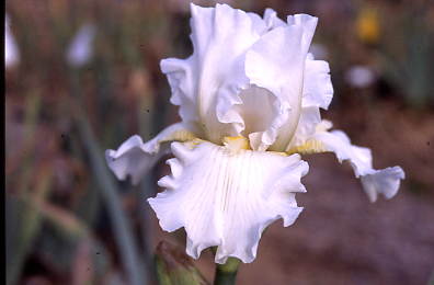 Autumn Ivory (Ginny Spoon 2001) reblooms