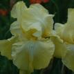 Back Again (Don Spoon 2020) reblooms