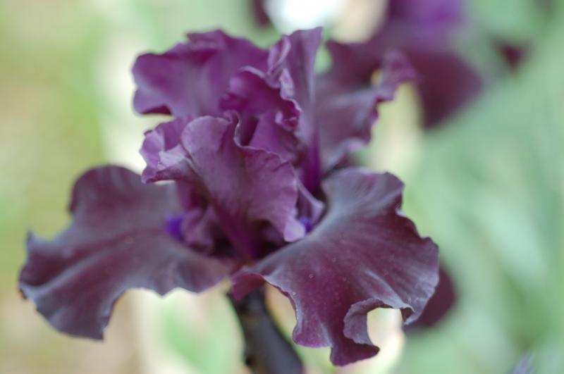 Border Velvet (Bryan Spoon 2015)