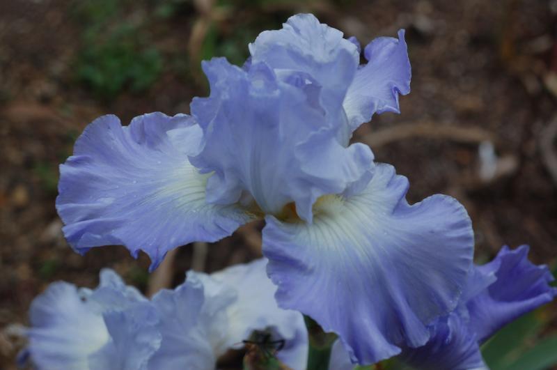 Bouncing Blue (Don Spoon 2014) Re z-6