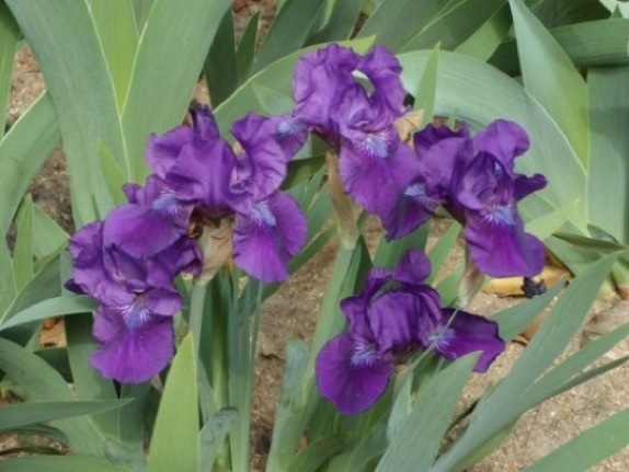 Constant Companion (Marsh 1995) reblooms