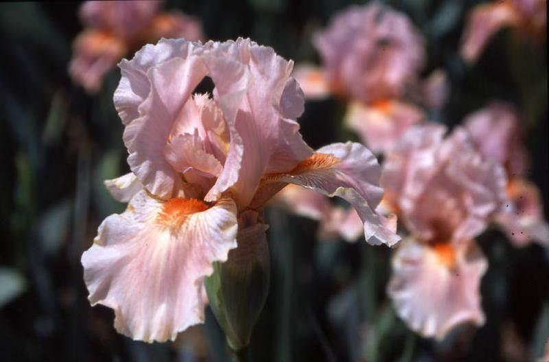 Coral Chimes (Griffin Crump 2007)