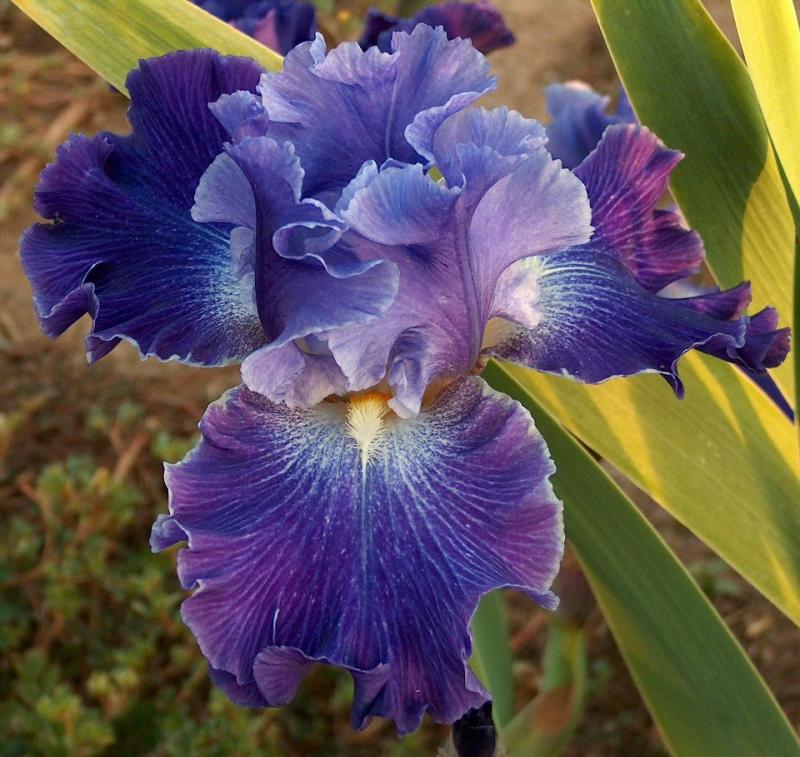 Daughter of Stars reblooms in zone 6,7 and 8