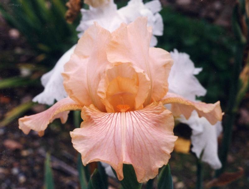 Diamond Blush (Don Spoon 1998)