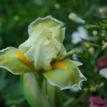 Green Peeper