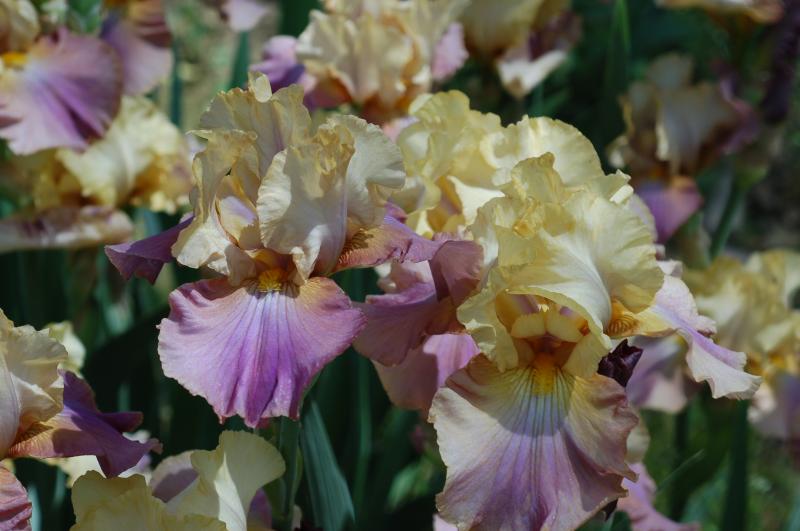 Flo (Don Spoon 2011) a border bearded rebloomer