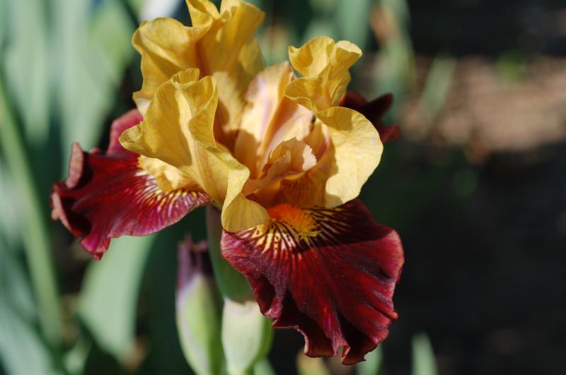 Gold and Rubies (Don Spoon 2012)