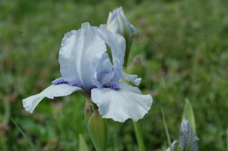 Late Frost (A. Playtis 2017) IB