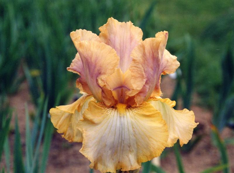 Liquid Amber (Ginny Spoon 2003)