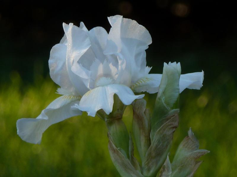 'Low Ho Silver' (Byers 1989)
