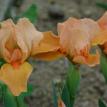 Lucky Orange (Don Spoon 2020) SDB RE