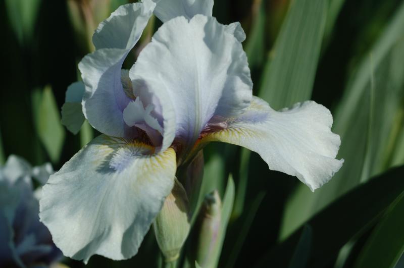 Palm Springs (Byers 1990) reblooms