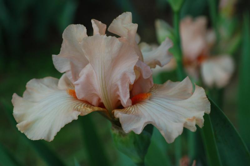 Peach Echo (Bryan Spoon 2016)