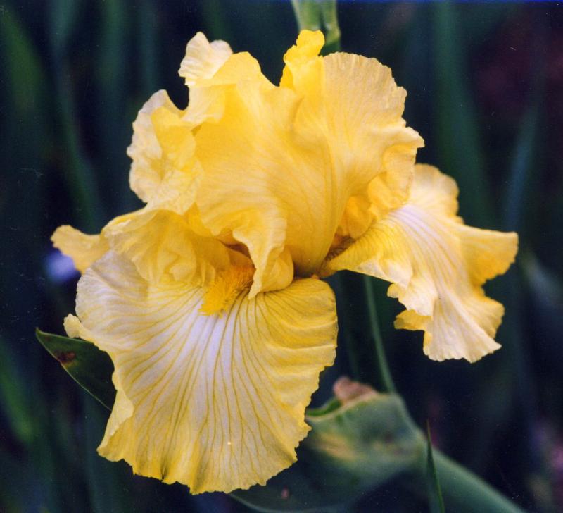 Precious Harvest (Don Spoon 1997)