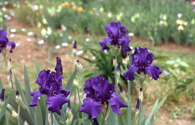 Purple Magic (Don Spoon 1997)