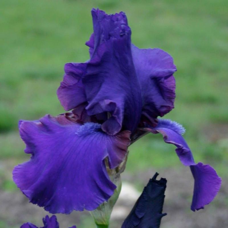 Star Challenger (Don Spoon 2006)