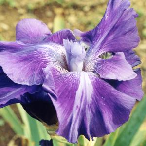 'UFO' a novelty iris