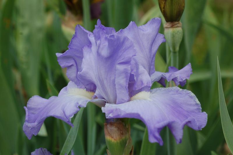 Violet Scent (Don Spoon 2013)